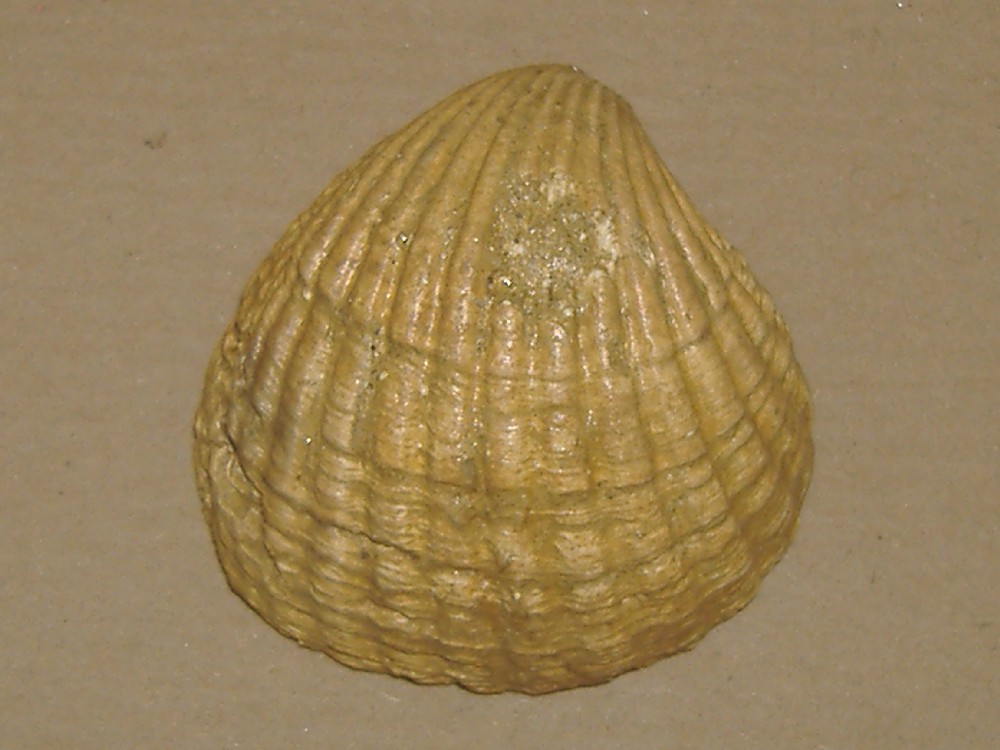 Cardites sp.